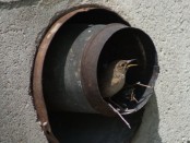 Ratona común/House Wren