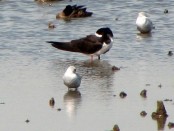 Rayador/Black Skimmer