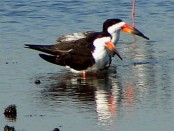 Rayador/Black Skimmer