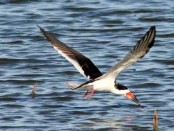 Rayador/Black Skimmer
