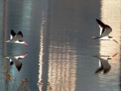 Rayador/Black Skimmer