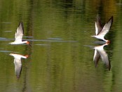 Rayador/Black Skimmer