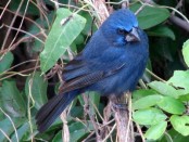 Reinamora grande/Ultramarine Grosbeak Reinamora grande/Ultramarine Grosbeak
