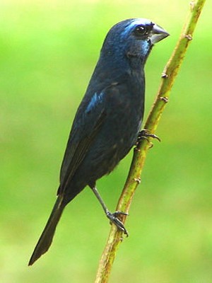 Reinamora grande/Ultramarine Grosbeak Reinamora grande/Ultramarine Grosbeak