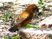 Reinamora grande/Ultramarine Grosbeak Reinamora grande/Ultramarine Grosbeak