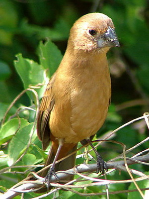 Reinamora grande/Ultramarine Grosbeak Reinamora grande/Ultramarine Grosbeak