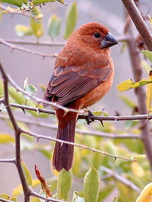 Reinamora grande/Ultramarine Grosbeak Reinamora grande/Ultramarine Grosbeak