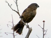 Reinamora grande/Ultramarine Grosbeak Reinamora grande/Ultramarine Grosbeak