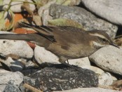 Remolinera común/Bar-winged Cinclodes