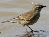 Remolinera común/Bar-winged Cinclodes