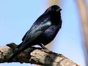Tordo renegrido/Shiny Cowbird
