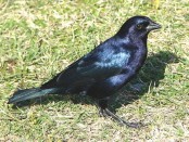 Tordo renegrido/Shiny Cowbird
