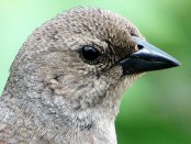 Tordo renegrido/Shiny Cowbird