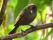 Tordo renegrido/Shiny Cowbird