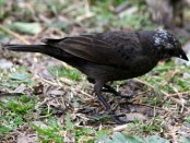 Tordo renegrido/Shiny Cowbird