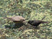 Varillero ala amarilla/Agelasticus thilius