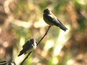 Golondrina ribereña/Southern Rough-winged Swallow