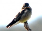 Golondrina ribereña/Southern Rough-winged Swallow