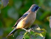 Saíra de antifaz/Fawn-breasted Tanager