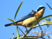 Saíra de antifaz/Fawn-breasted Tanager