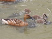 Sirirí colorado/Fulvous Whistling-Duck Sirirí colorado/Fulvous Whistling-Duck