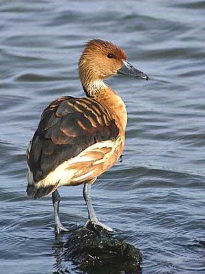 Sirirí colorado/Fulvous Whistling-Duck Sirirí colorado/Fulvous Whistling-Duck