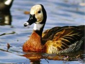 Sirirí pampa/White-faced Whistling-Duck