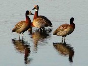 Sirirí pampa/White-faced Whistling-Duck