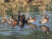 Sirirí pampa/White-faced Whistling-Duck