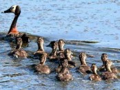 Sirirí pampa/White-faced Whistling-Duck