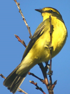 Suirirí amarillo/Yellow-browed Tyrant Suirirí amarillo/Yellow-browed Tyrant