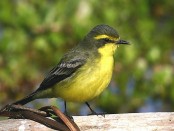 Suirirí amarillo/Yellow-browed Tyrant Suirirí amarillo/Yellow-browed Tyrant