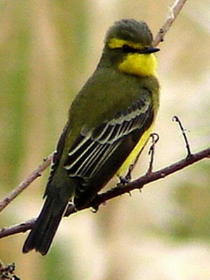 Suirirí amarillo/Yellow-browed Tyrant Suirirí amarillo/Yellow-browed Tyrant