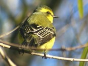 Suirirí amarillo/Yellow-browed Tyrant Suirirí amarillo/Yellow-browed Tyrant