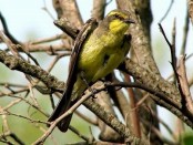Suirirí amarillo/Yellow-browed Tyrant Suirirí amarillo/Yellow-browed Tyrant