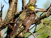 Suirirí amarillo/Yellow-browed Tyrant Suirirí amarillo/Yellow-browed Tyrant