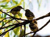 Suirirí amarillo/Yellow-browed Tyrant Suirirí amarillo/Yellow-browed Tyrant