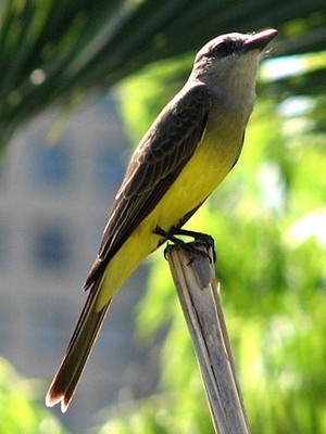 Suirrí real/Tropical Kingbird Suirrí real/Tropical Kingbird
