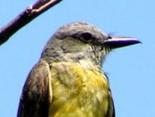 Suirrí real/Tropical Kingbird Suirrí real/Tropical Kingbird