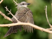 Suirrí real/Tropical Kingbird Suirrí real/Tropical Kingbird