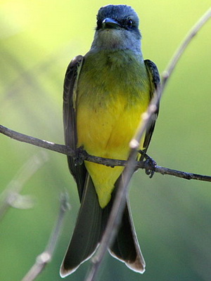 Suirrí real/Tropical Kingbird Suirrí real/Tropical Kingbird