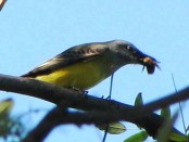 Suirrí real/Tropical Kingbird Suirrí real/Tropical Kingbird