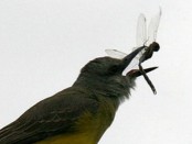 Suirrí real/Tropical Kingbird Suirrí real/Tropical Kingbird