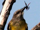 Suirrí real/Tropical Kingbird Suirrí real/Tropical Kingbird