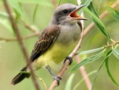 Suirrí real/Tropical Kingbird Suirrí real/Tropical Kingbird