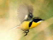 Tachurí sietecolores/Many-colored Rush-Tyrant