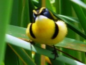 Tachurí sietecolores/Many-colored Rush-Tyrant