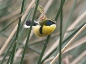 Tachurí sietecolores/Many-colored Rush-Tyrant
