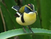Tachurí sietecolores/Many-colored Rush-Tyrant