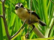 Tachurí sietecolores/Many-colored Rush-Tyrant
